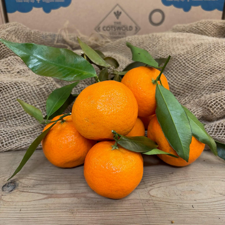 A group of clementines. 
