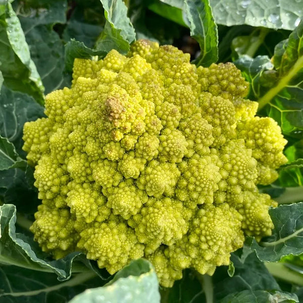 A whole local romanesco cauliflower.
