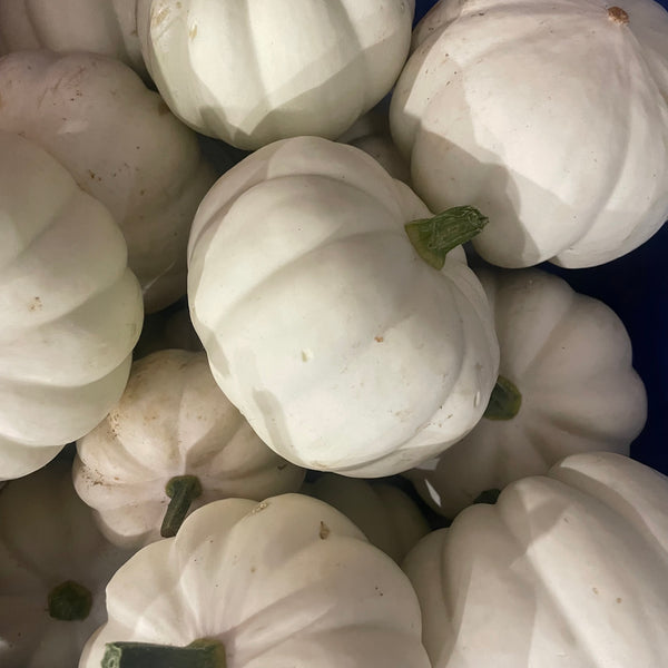 Munchkin Squash
