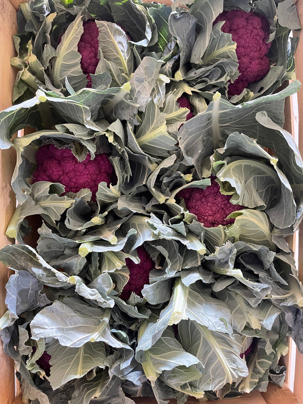 Cape Cauliflower (Purple)