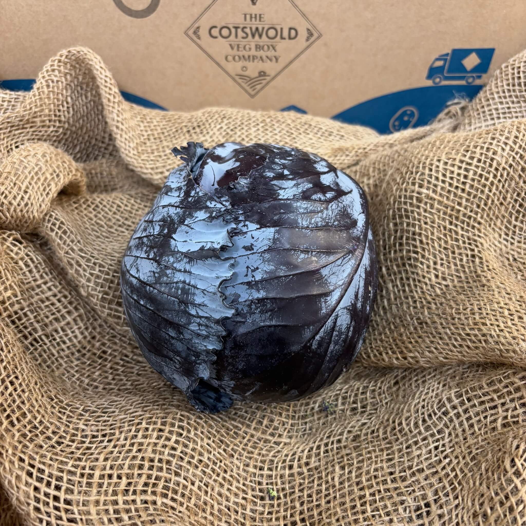 Red Cabbage – The Cotswold Veg Box Company