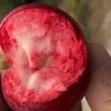Rosetta Red Apples - x6