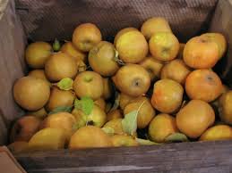 Russet Apples - x6