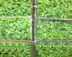 Salad Cress - Christmas Delivery