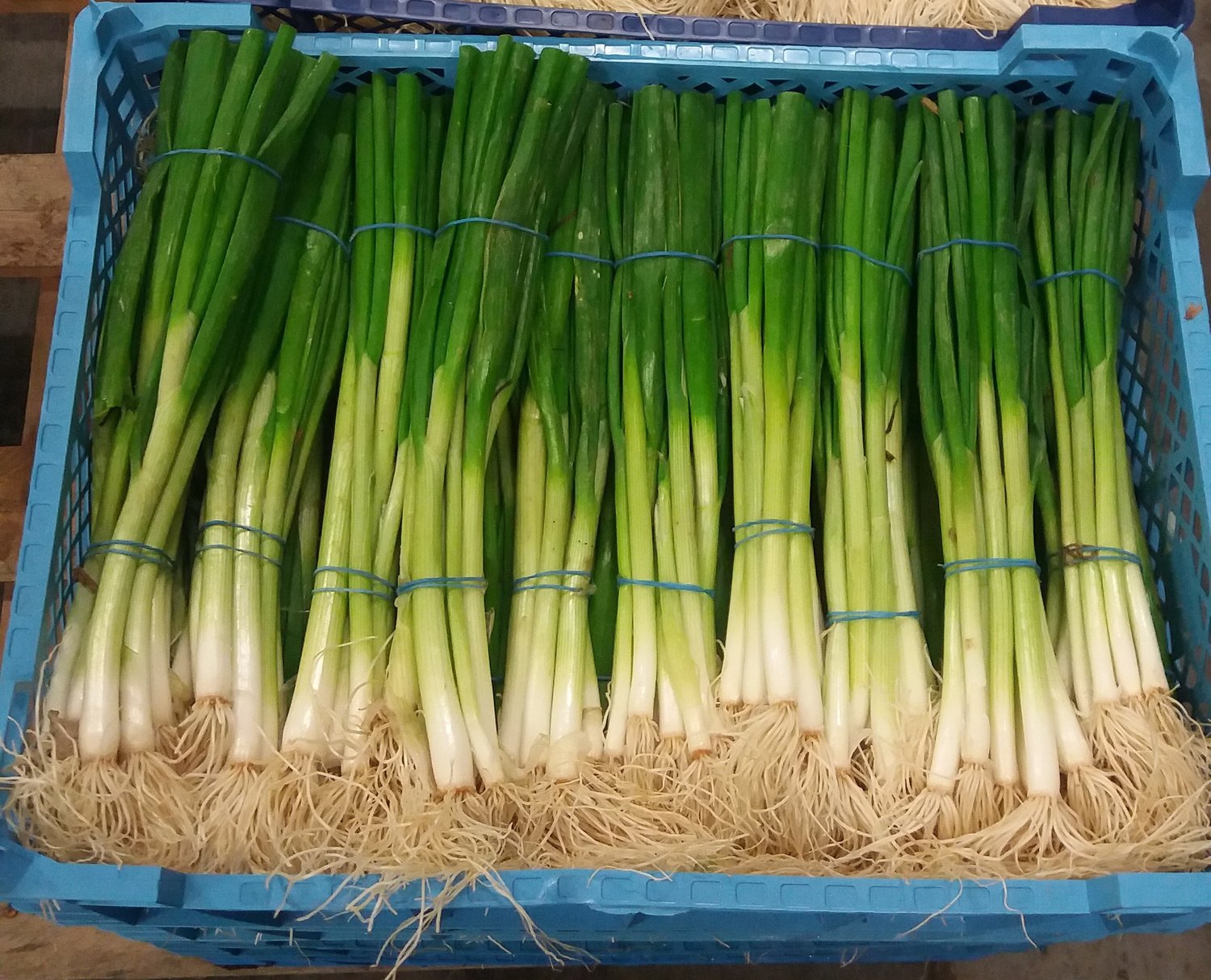 Packing Spring Onion Spring Onions – The Cotswold Veg Box Company