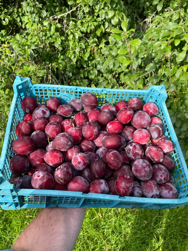Swan Plums - 400g